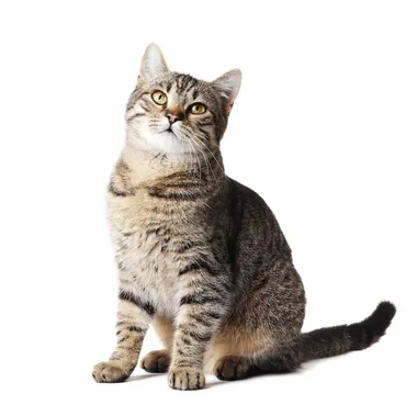 American Shorthair