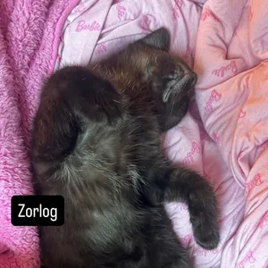 Zorlog