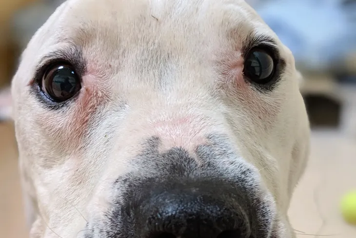Nevada County Animal Control