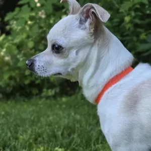 Milo