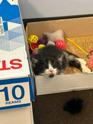 Tom