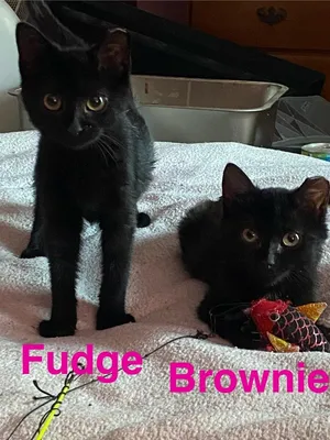 Brownie
