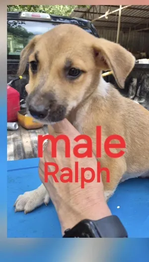 Ralph