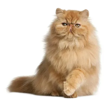 Persian