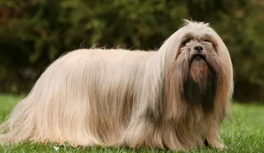 Lhasa Apso