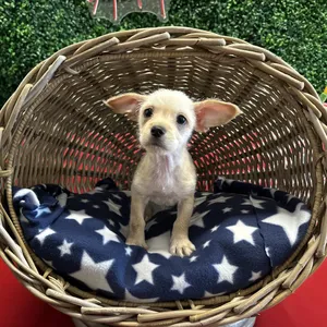 Benny