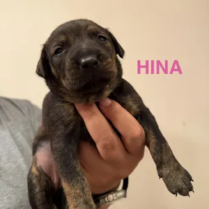Hina
