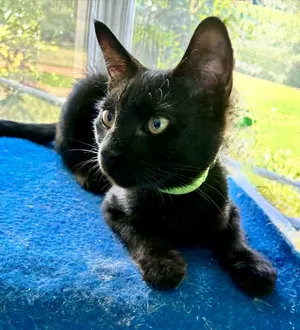 Captain Fuzzpants