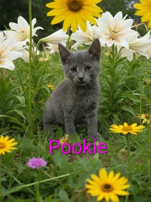 Pookie