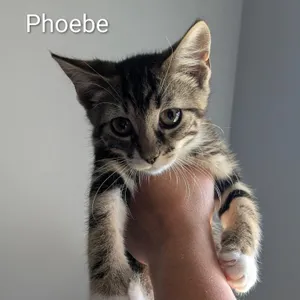 Phoebe