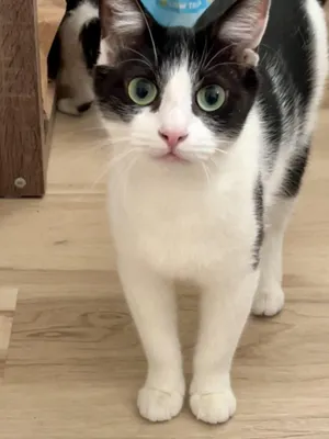 Lilly