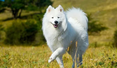 Samoyed