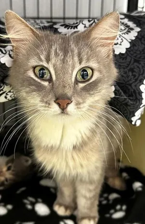 Lady Floof 505-26