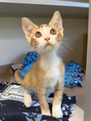 Rambo
