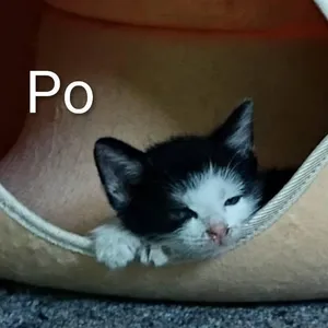 Po