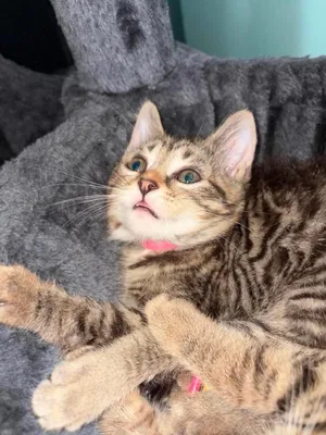 Luna- Pink