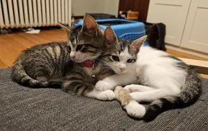 Cerulean Sea: Chauncey