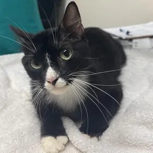 Priscilla