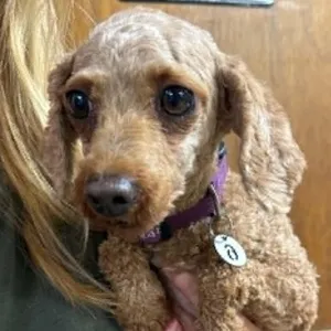 Rea-Foster Home Needed