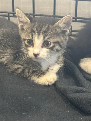 TABBY GIRL