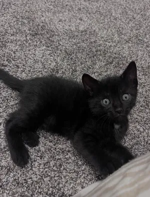 Bert