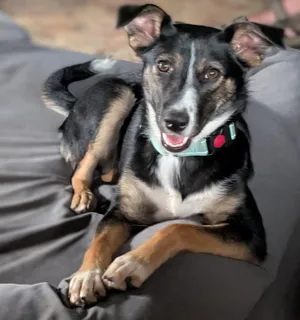 Evie