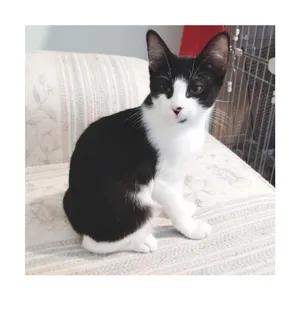 Enzo