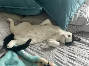 Bela Lugosi
