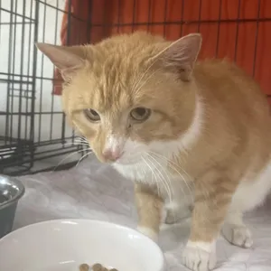 Milo