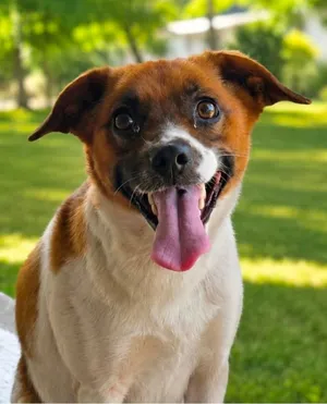 Piper