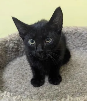 Onyx