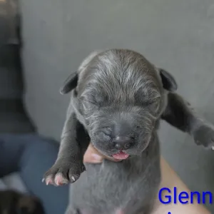 Glenn
