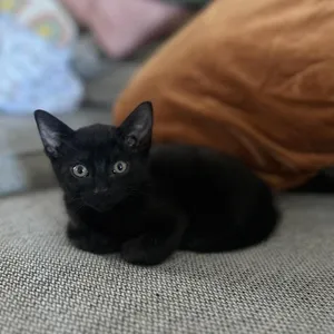 Loki