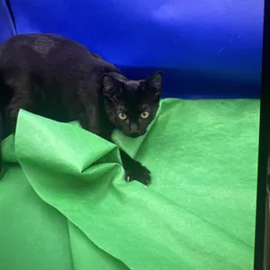 Petunia