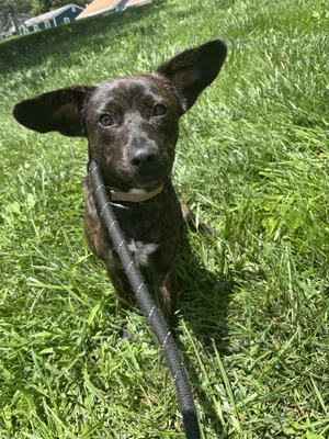 Gina