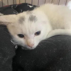 Coconut