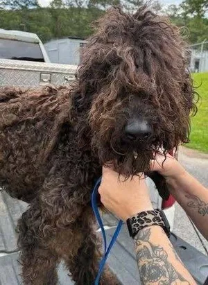 Mollie (AL)