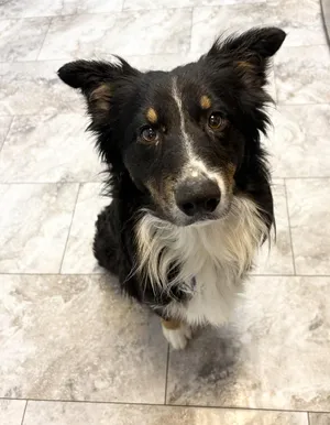 CHEWY