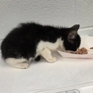 Wonton