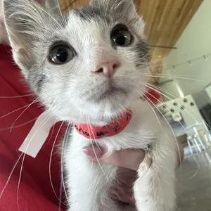 Darla