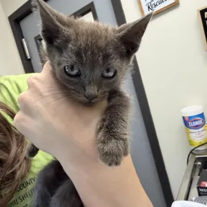 Atlas