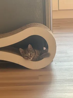 Indie