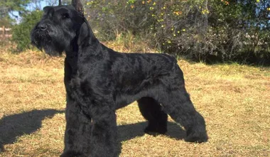 Giant Schnauzer