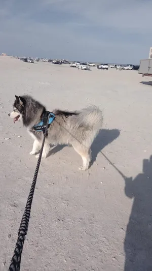 Echo