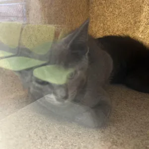 Hugo