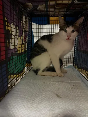Perez Feral 1