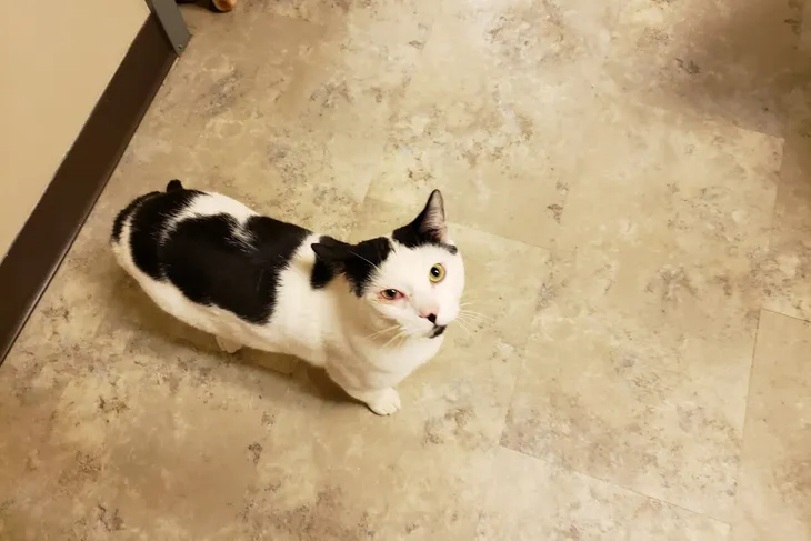 Iowa County Humane Society