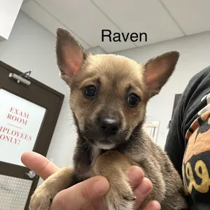 Raven