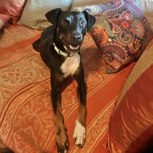 Avalon - 30lbs