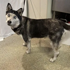 IVHS-Stray-140465